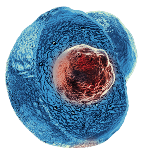 Stem cell visualization 1