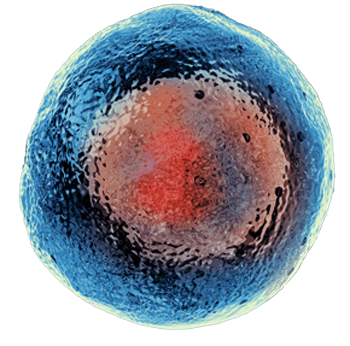 Stem cell visualization 2